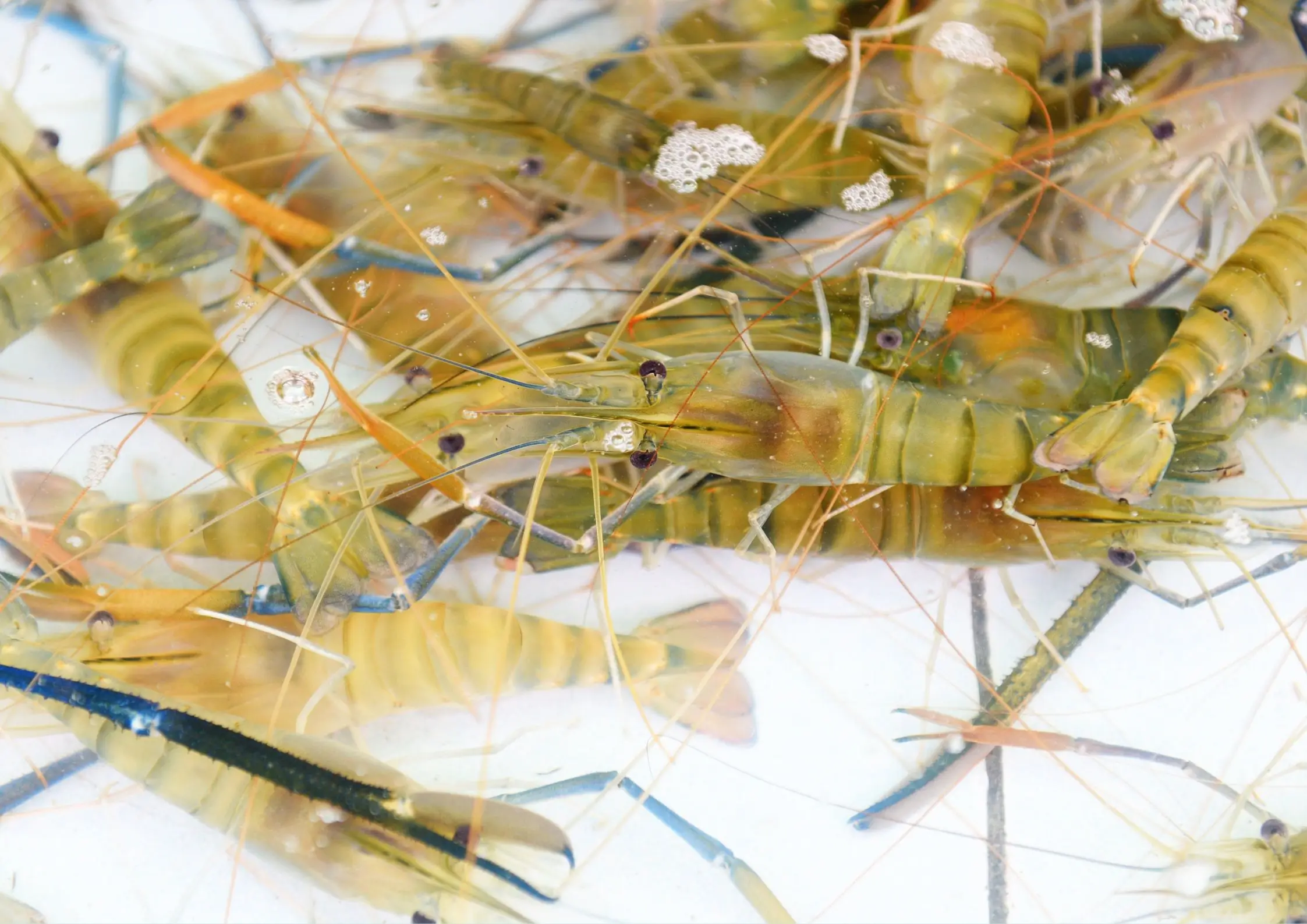 Indonesia’s Shrimp Industry Turns to China Amid US Tariff Pressure