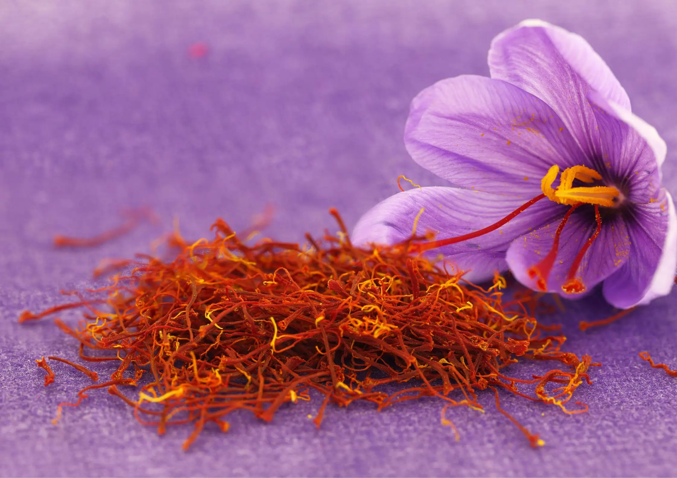 Saffron – “Vàng Đỏ” Trị Giá Hàng Trăm Triệu Đồng/Kg và Bước Tiến Trồng Thành Công Tại Việt Nam