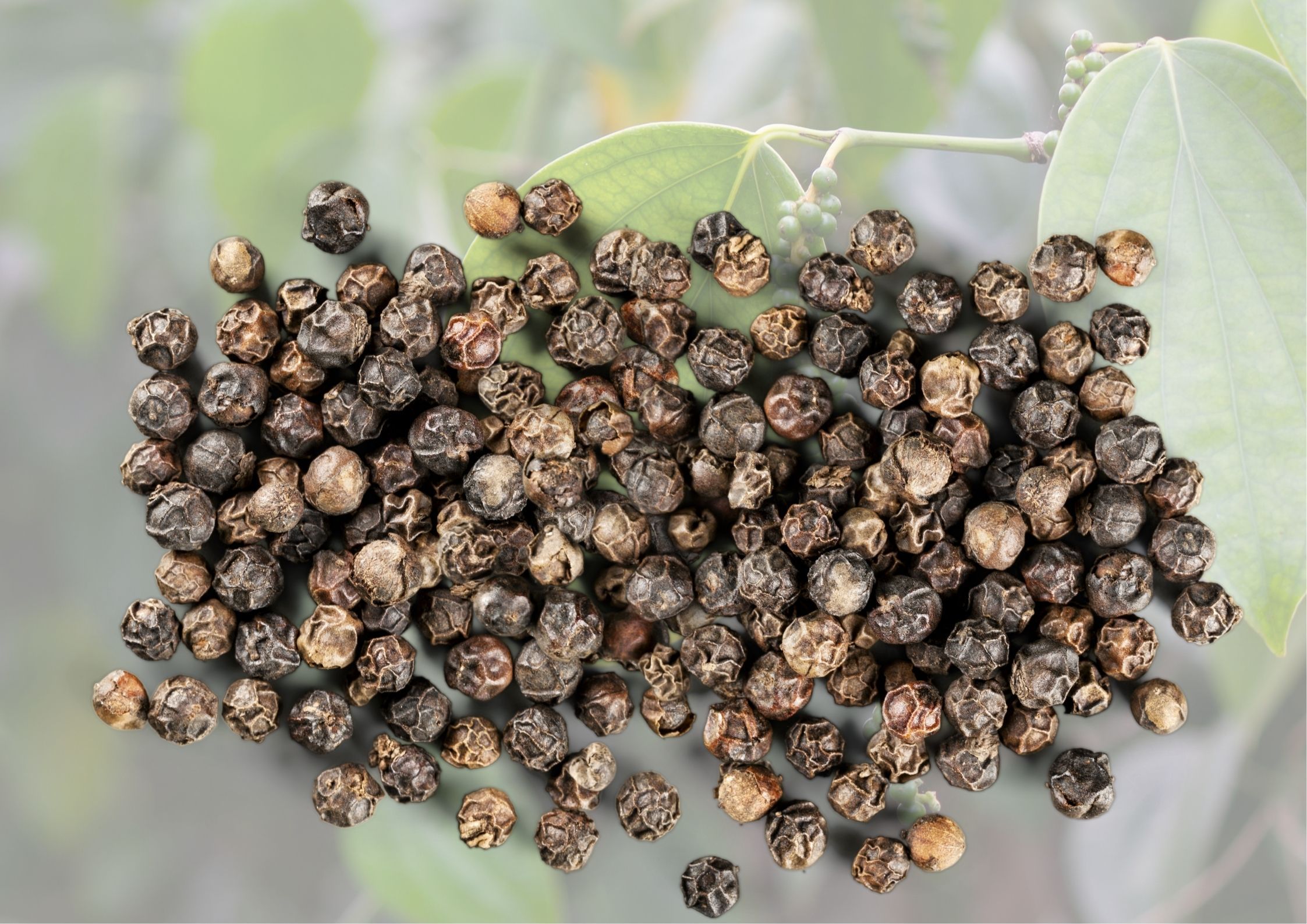 Pepper Market in Turmoil: Exports Slow Down as Imports Surge